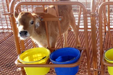 calf stalls