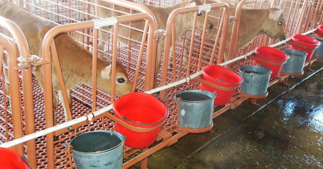 calf stall installation