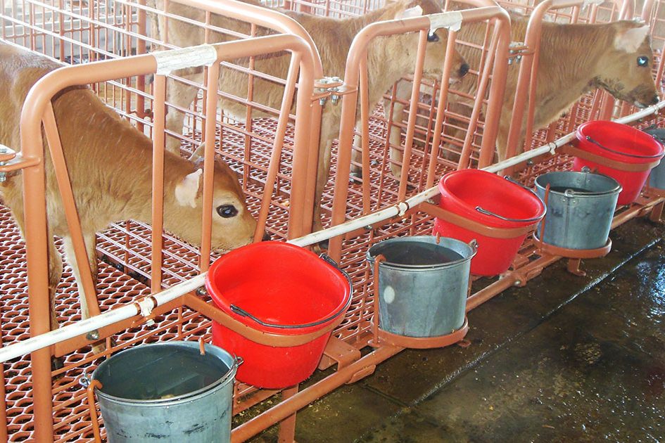 calf stall installation