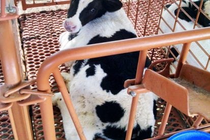 dura built calf stall