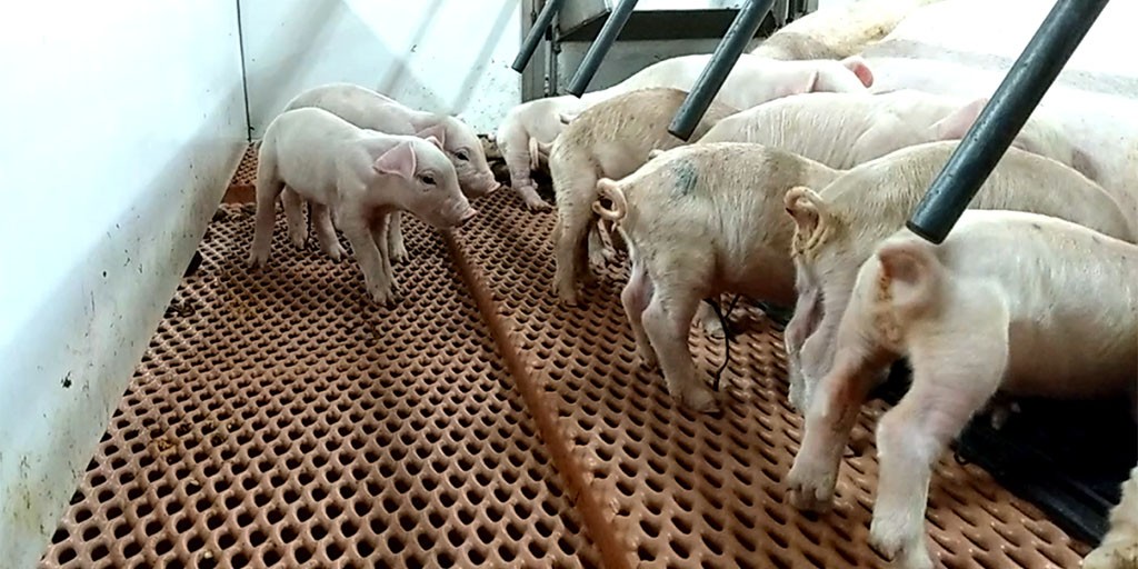 Farrowing Floors l 100 Plastisol Coated Metal