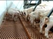 piglets on Dura Trac flooring