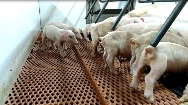 CSC-9 piglets on Dura Trac flooring