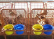Calf Stalls