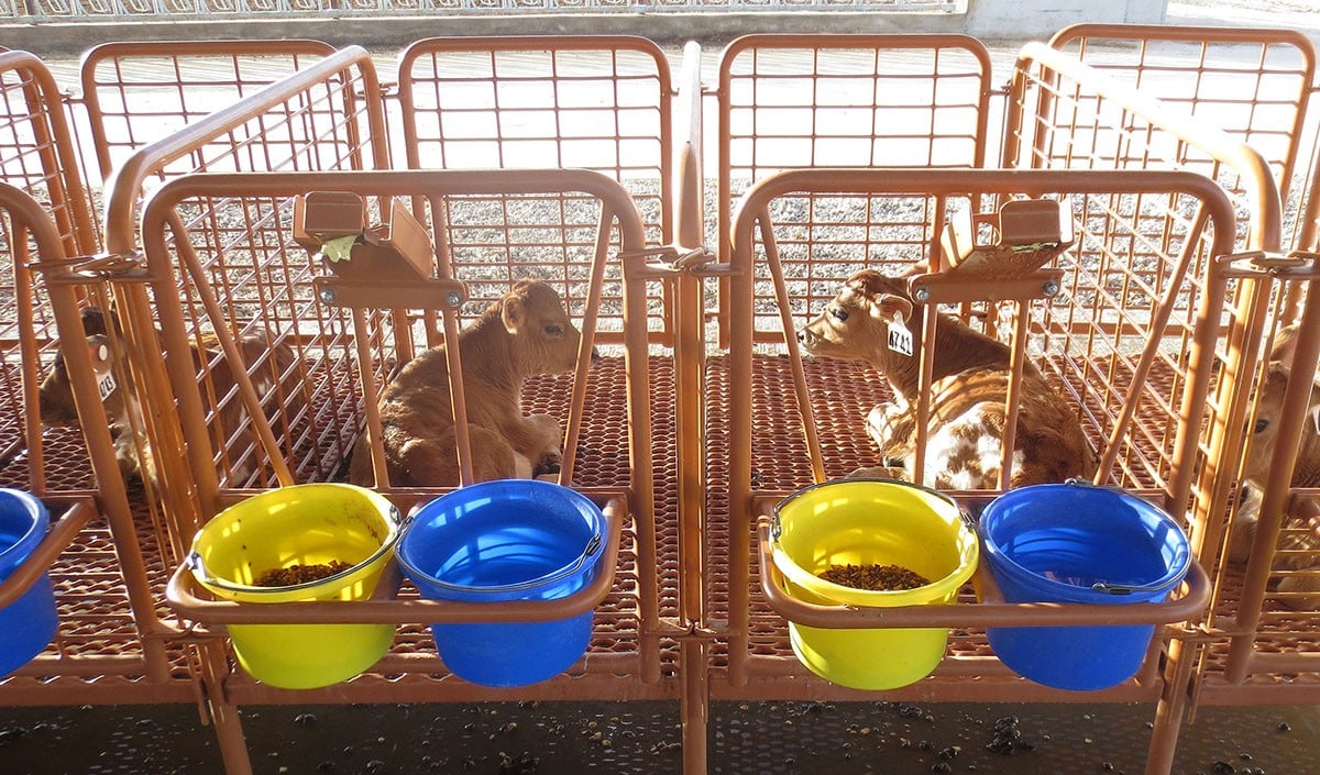 Calf Stalls Calf Stalls