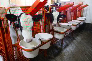 Calf-Stalls-43