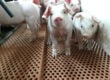 baby pig close-up nursery flooring