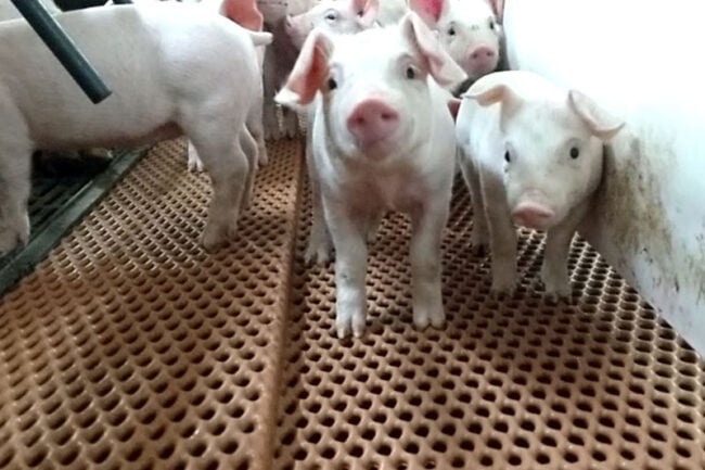 CuteBabyCloseup3 baby pig close-up nursery flooring