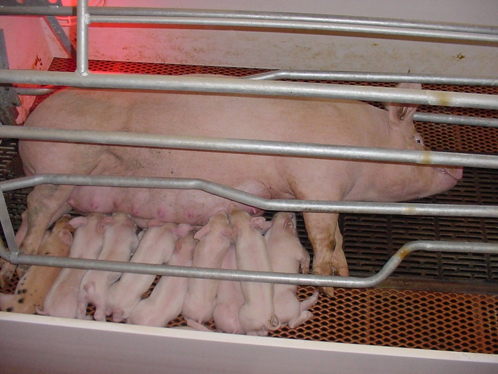 Pig pig and piglets on nursery barn flooring