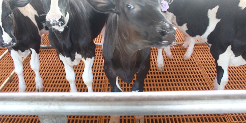 calf flooring dura trac