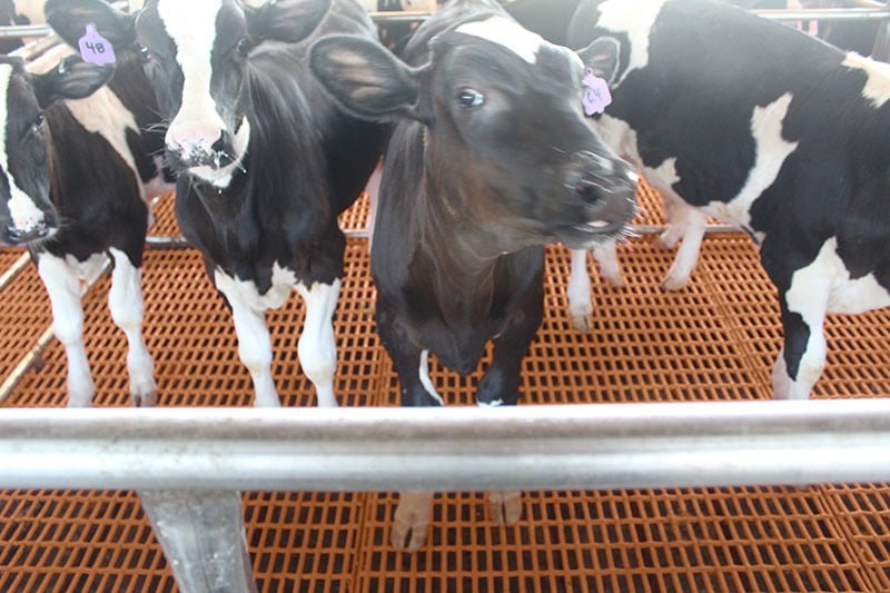 Dura Trac Calf Flooring calf flooring dura trac