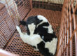 calves stay warm and comfortable