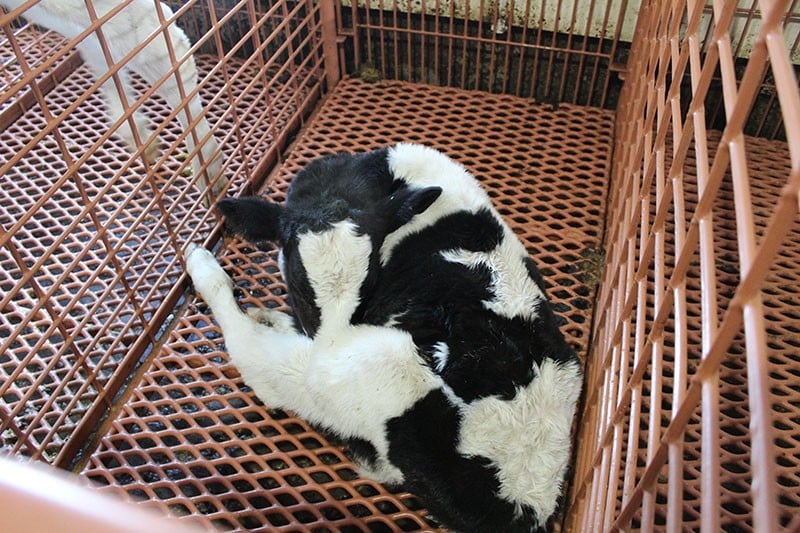 Calf Stalls 42 calves stay warm and comfortable