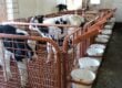 Calves in calf stalls