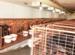 Calf Pen