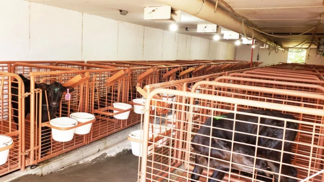 Calf Pen Calf Pen
