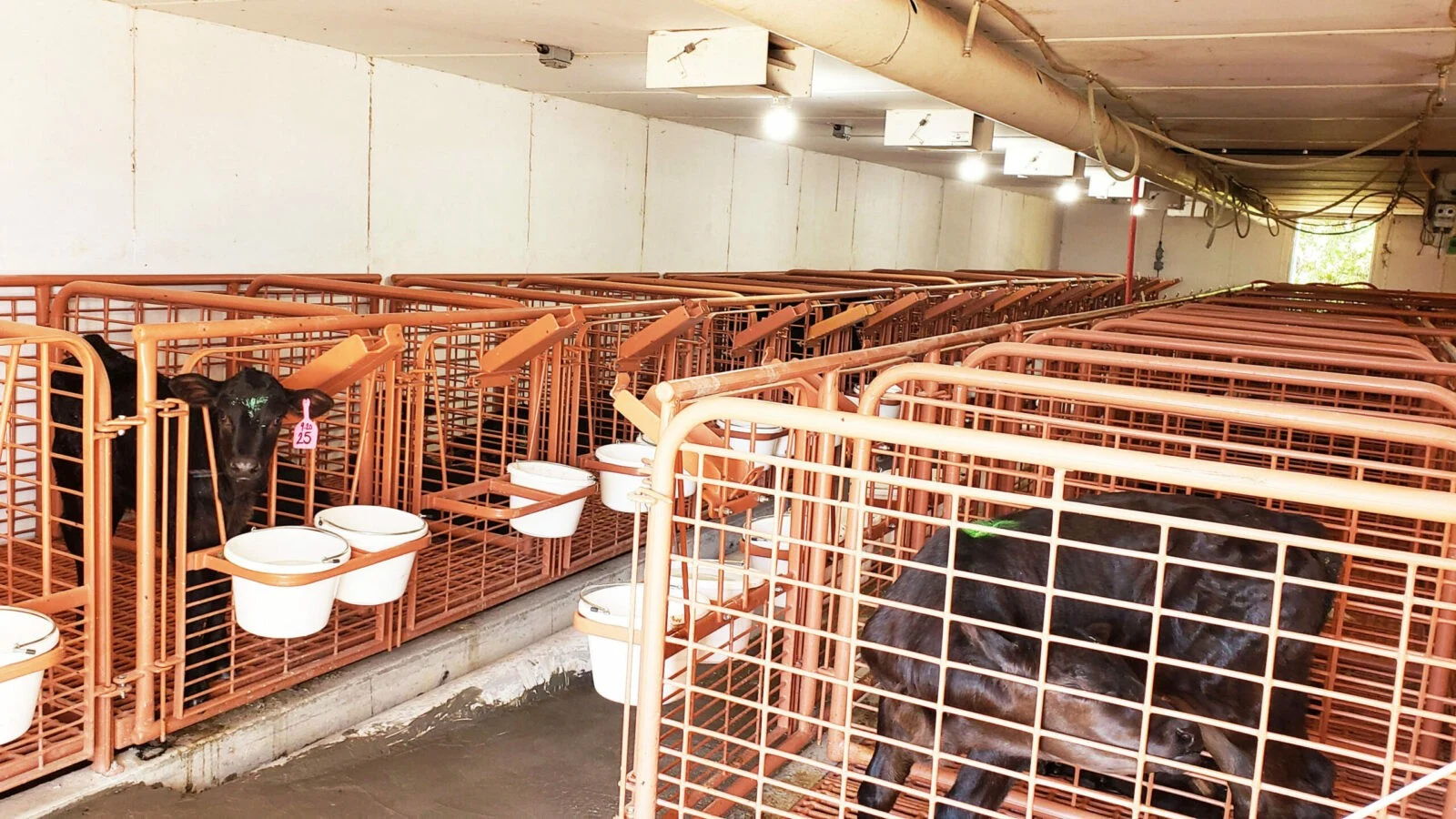 Calf Pen Calf Pen