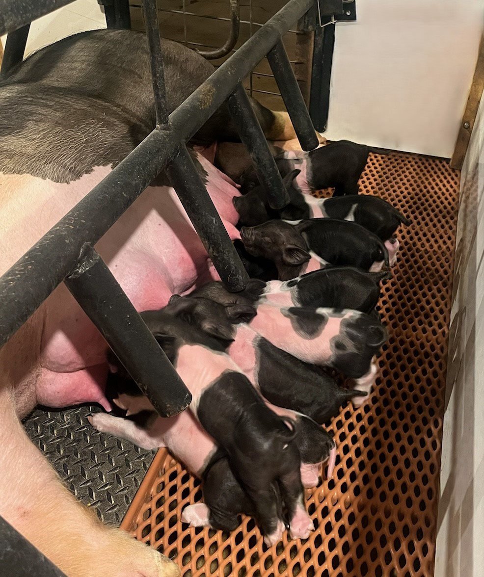 Hog Flooring Hog Flooring