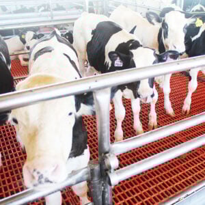dairy