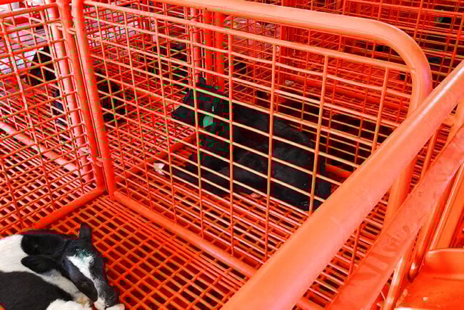 Calf-Pen-Vented-Sides