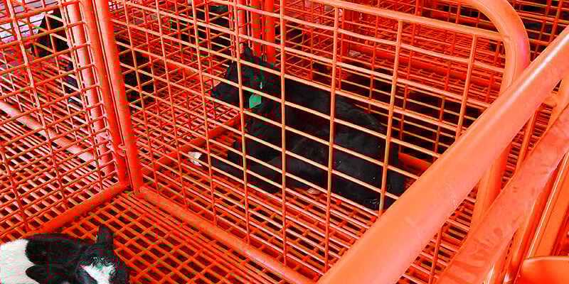 Calf-Pen-Vented-Sides