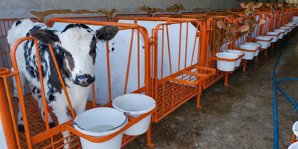 ADA-calf-stall