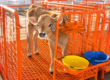 antimicrobial calf flooring