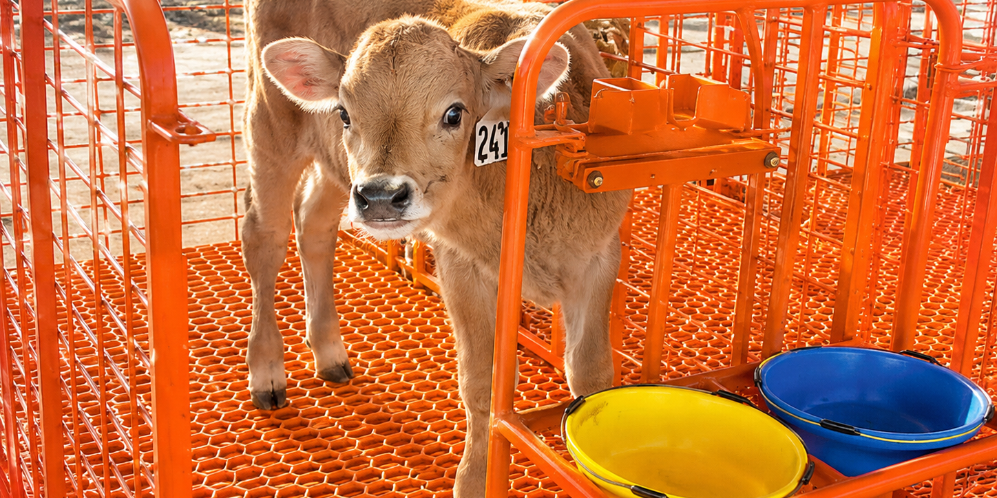 antimicrobial calf flooring