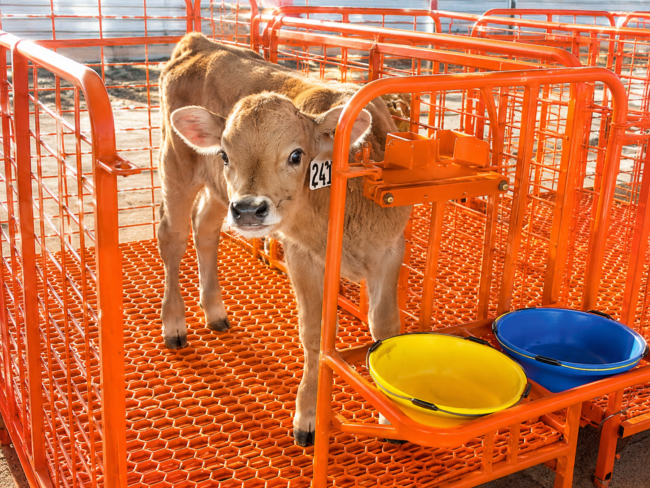 antimicrobial calf flooring