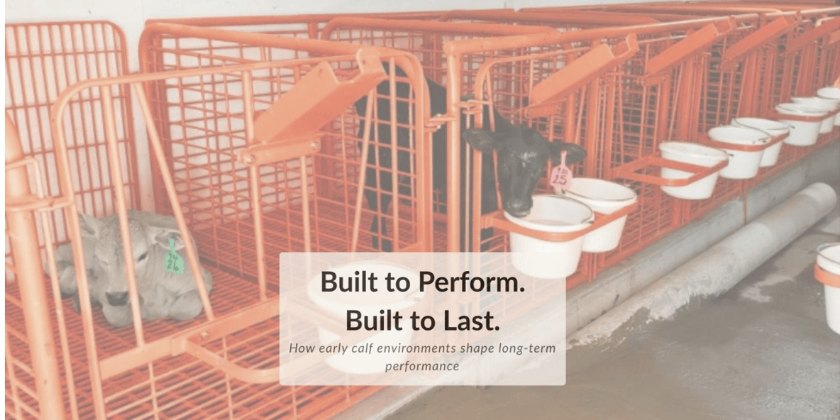 ammonia in calf barns