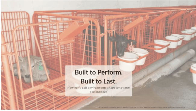 ammonia in calf barns
