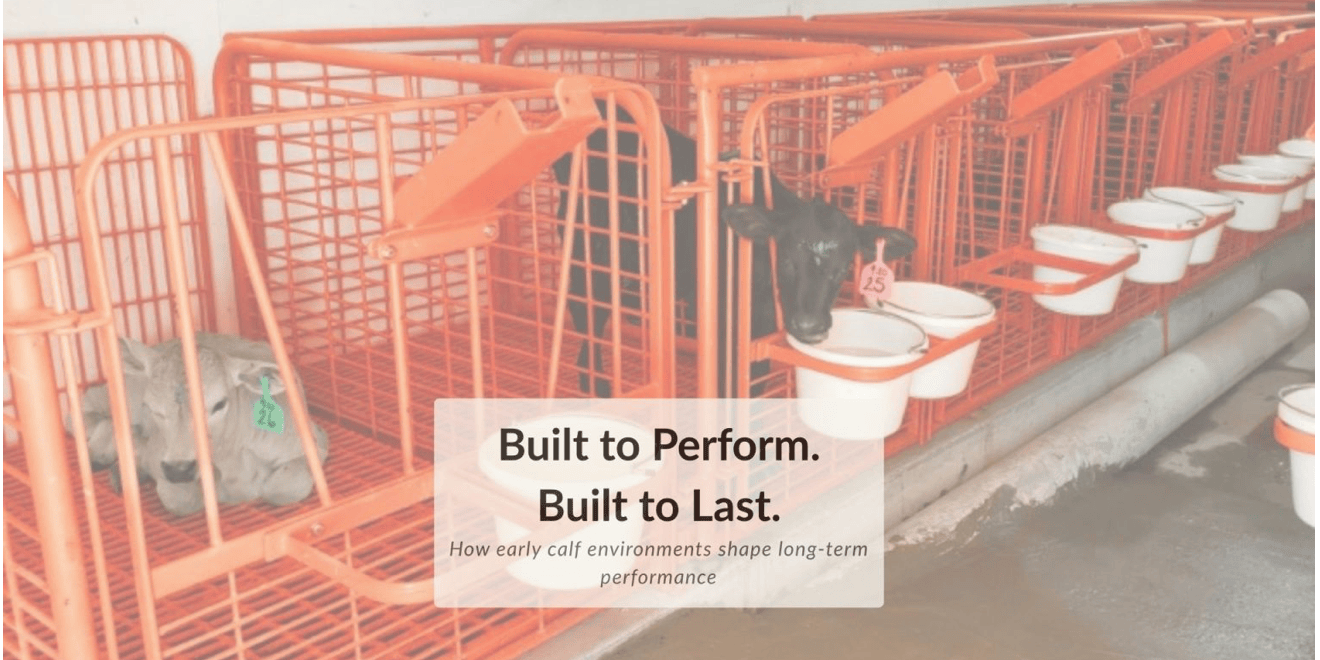 calf barn labor efficiency