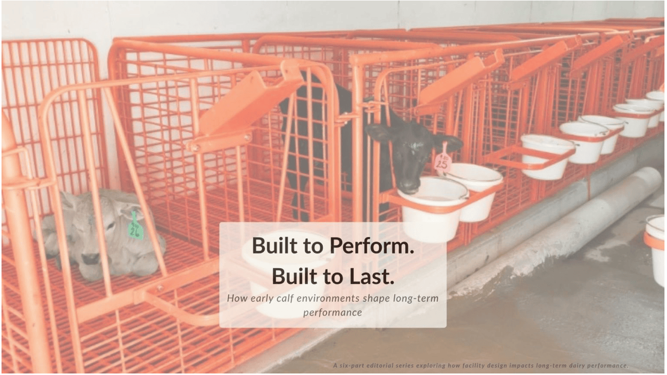 calf barn labor efficiency
